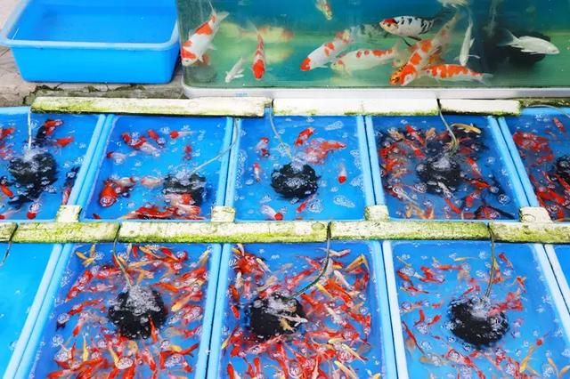 汉口花鸟市场在哪的简单介绍