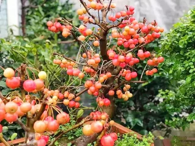 汉口花鸟市场在哪的简单介绍