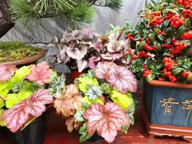 汉口花鸟市场在哪的简单介绍