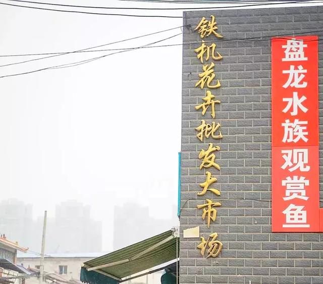 汉口花鸟市场在哪的简单介绍