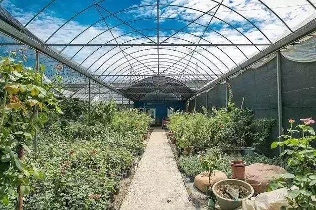 汉口花鸟市场在哪的简单介绍