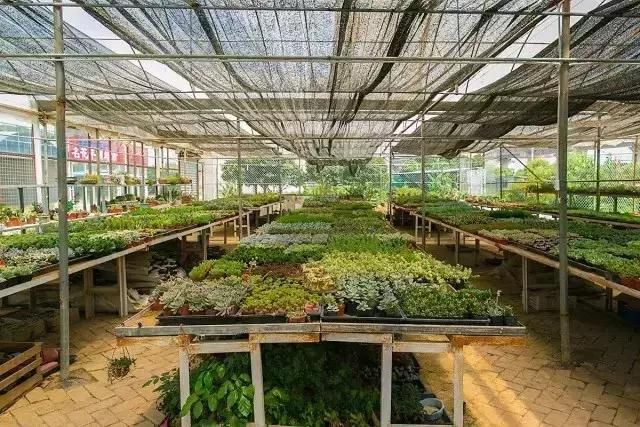 汉口花鸟市场在哪的简单介绍