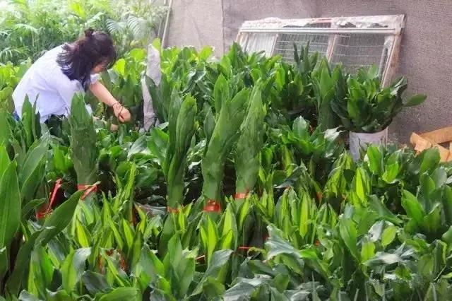 汉口花鸟市场在哪的简单介绍