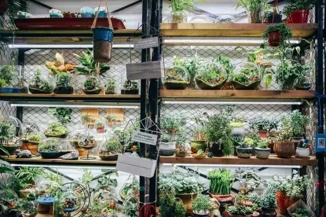 汉口花鸟市场在哪的简单介绍