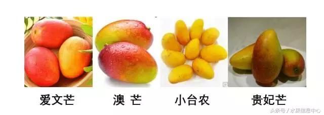 澳芒产地在哪里(澳芒产地)