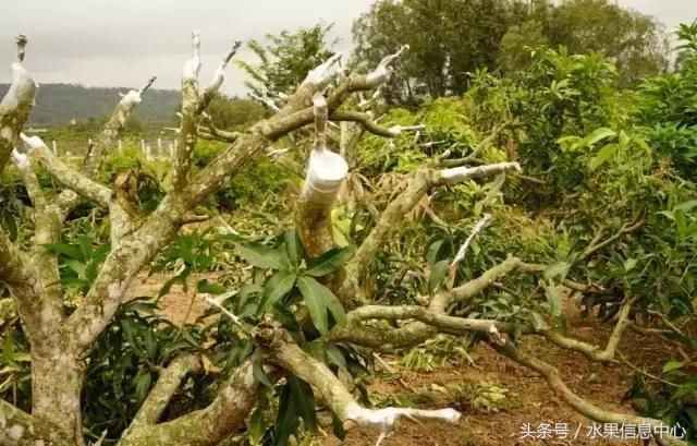 澳芒产地在哪里(澳芒产地)