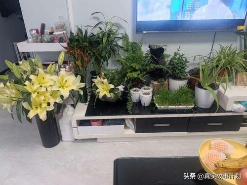 橙光忘记原密码人工客服(橙光忘记原密码怎么办)