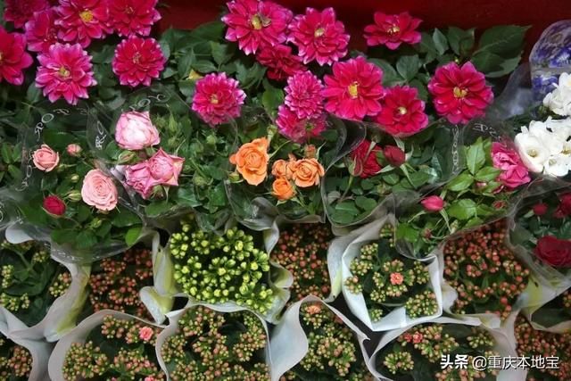 江北花鸟市场在哪里(哈尔滨江北花鸟鱼市场在哪里)