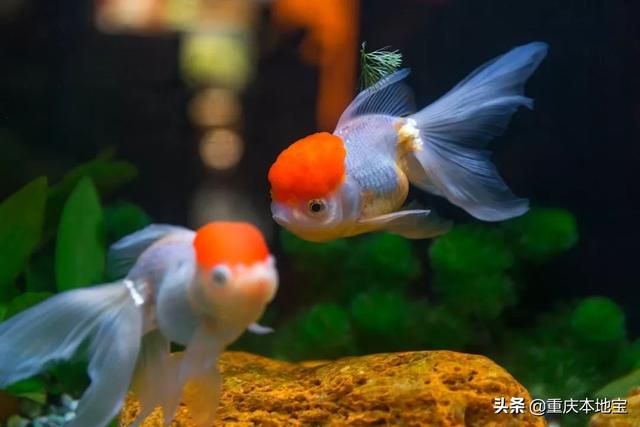 江北花鸟市场在哪里(哈尔滨江北花鸟鱼市场在哪里)