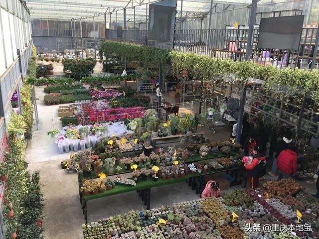江北花鸟市场在哪里(哈尔滨江北花鸟鱼市场在哪里)