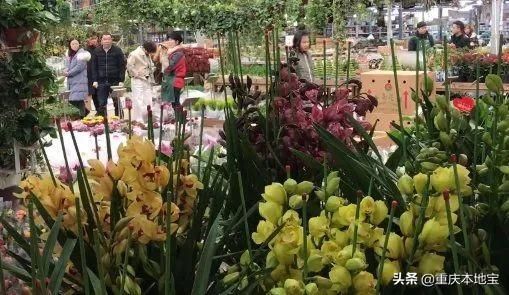 江北花鸟市场在哪里(哈尔滨江北花鸟鱼市场在哪里)