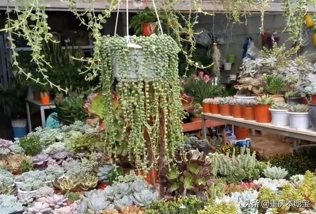 江北花鸟市场在哪里(哈尔滨江北花鸟鱼市场在哪里)