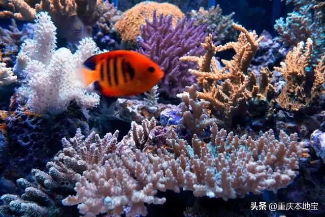 江北花鸟市场在哪里(哈尔滨江北花鸟鱼市场在哪里)