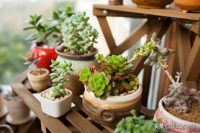 江北花鸟市场在哪里(哈尔滨江北花鸟鱼市场在哪里)