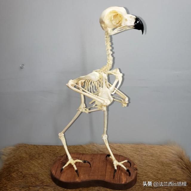 猫头鹰的耳朵在哪里(猫头鹰的耳朵有什么特别之处)