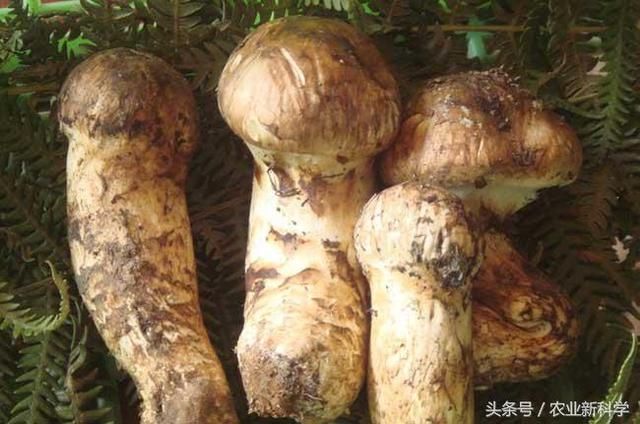 松茸产地在哪里(松茸产地分布在哪些地方)