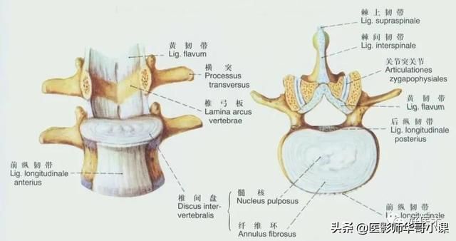 韧带在哪里(脚踝距腓前韧带在哪里)