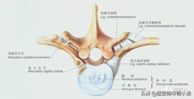 韧带在哪里(脚踝距腓前韧带在哪里)