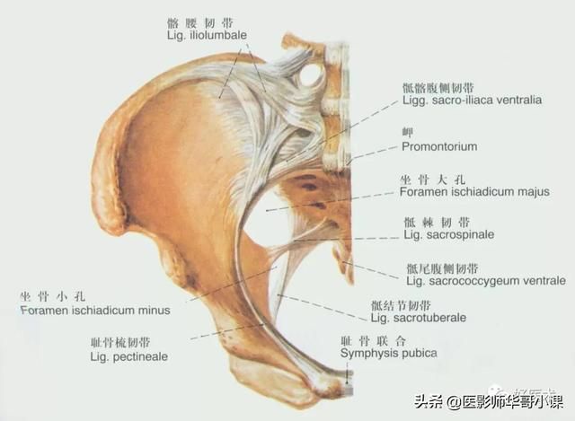 韧带在哪里(脚踝距腓前韧带在哪里)