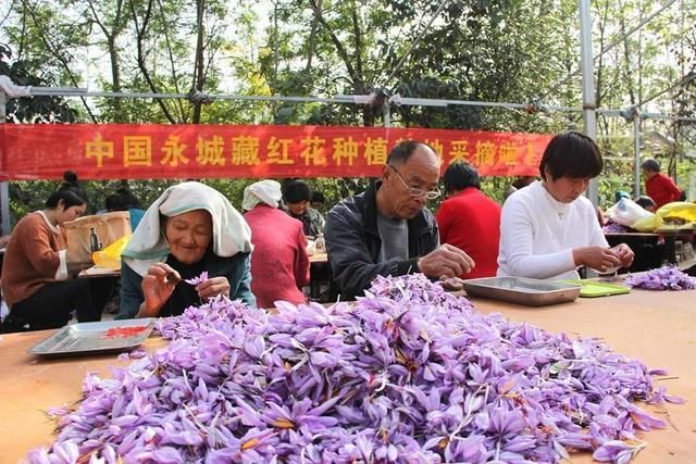 龙岗镇站在哪里(龙岗镇府在线)