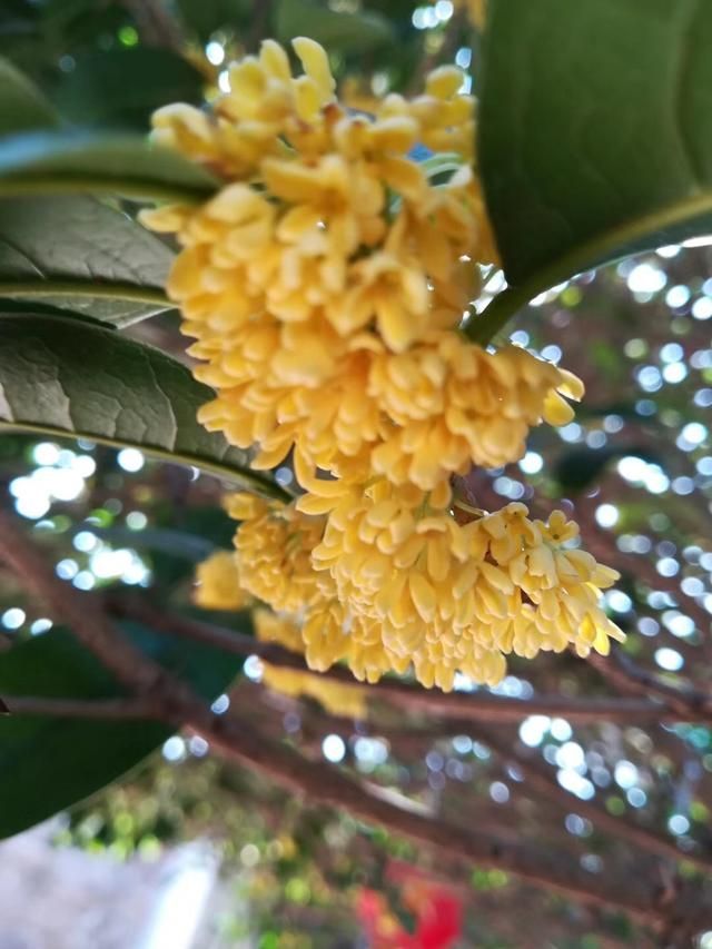 桂花在哪地区(桂花在哪里生长)