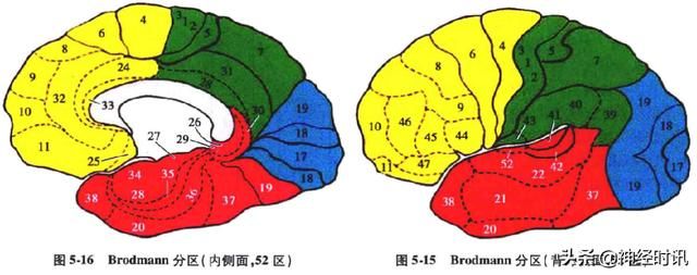 额叶脑在哪(额叶脑挫裂伤)