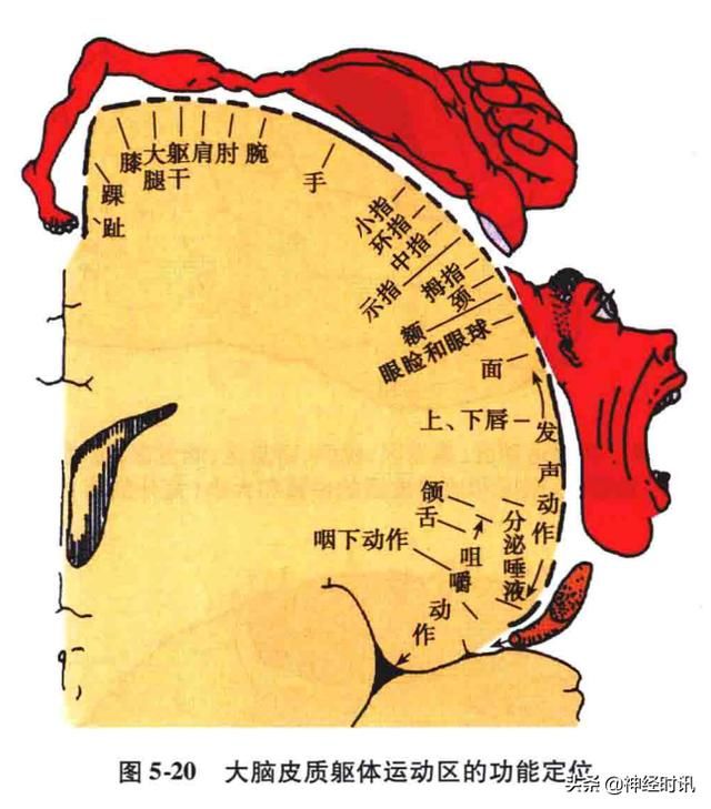 额叶脑在哪(额叶脑挫裂伤)