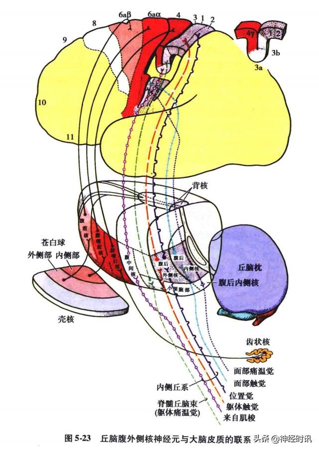 额叶脑在哪(额叶脑挫裂伤)