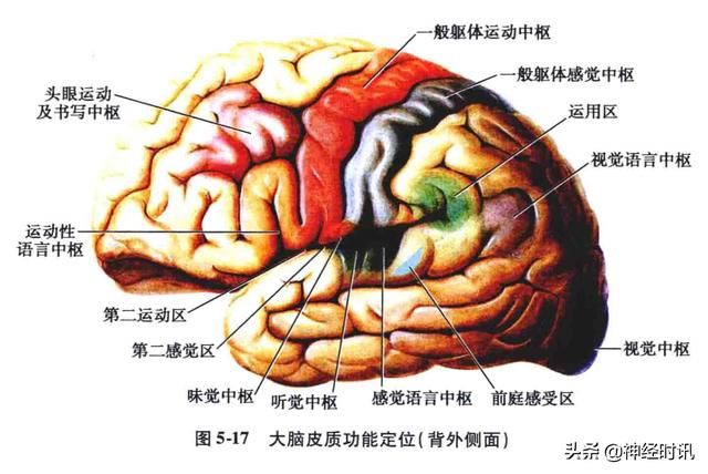 额叶脑在哪(额叶脑挫裂伤)