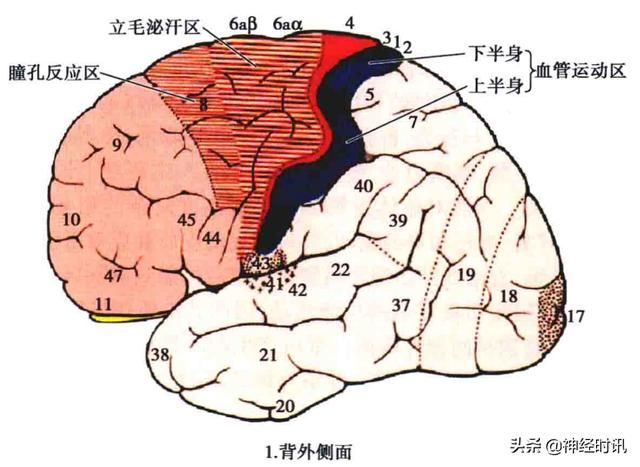 额叶脑在哪(额叶脑挫裂伤)