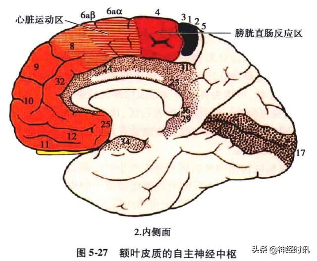 额叶脑在哪(额叶脑挫裂伤)