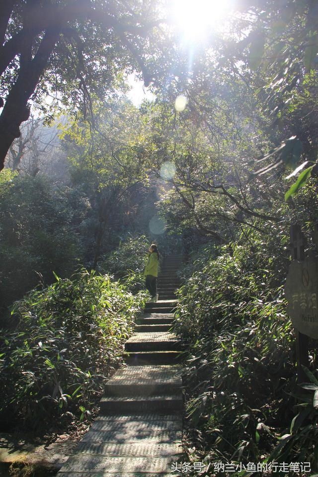 连理枝在哪里(新诛仙连理枝在哪里)