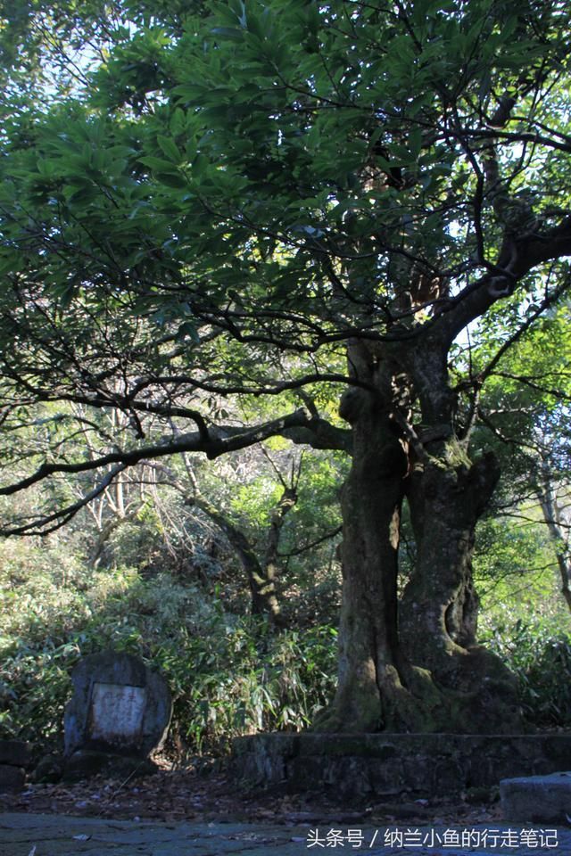 连理枝在哪里(新诛仙连理枝在哪里)