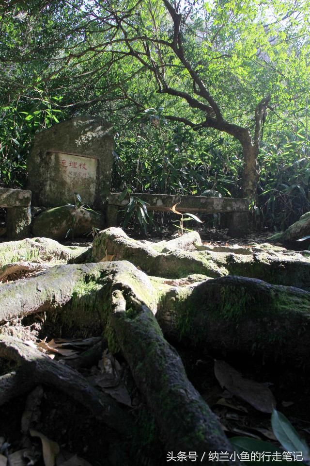 连理枝在哪里(新诛仙连理枝在哪里)