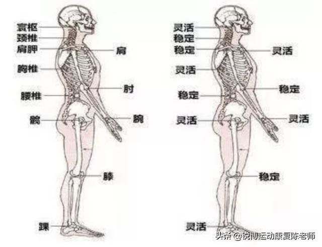 髋在哪(髋在哪个部位图片)
