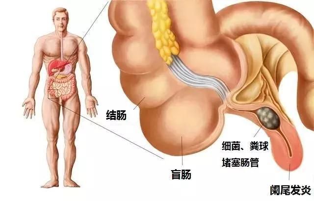 前肺在哪里(肺尖部在哪里)