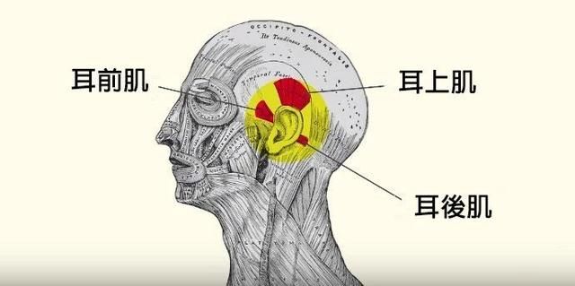 前肺在哪里(肺尖部在哪里)