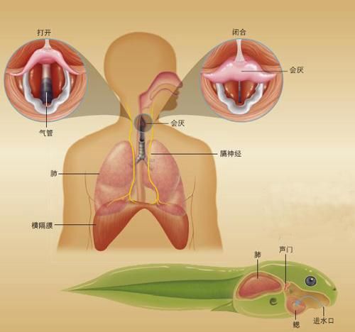 前肺在哪里(肺尖部在哪里)