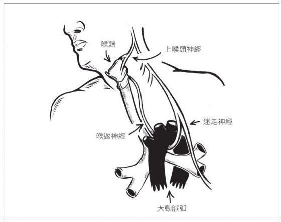 前肺在哪里(肺尖部在哪里)