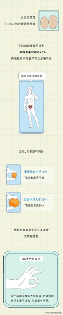 男生阴囊在哪(阴囊在哪位置)