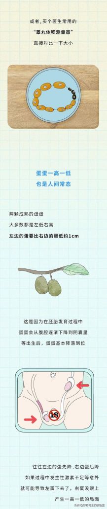 男生阴囊在哪(阴囊在哪位置)