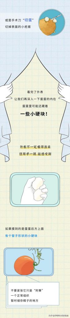 男生阴囊在哪(阴囊在哪位置)