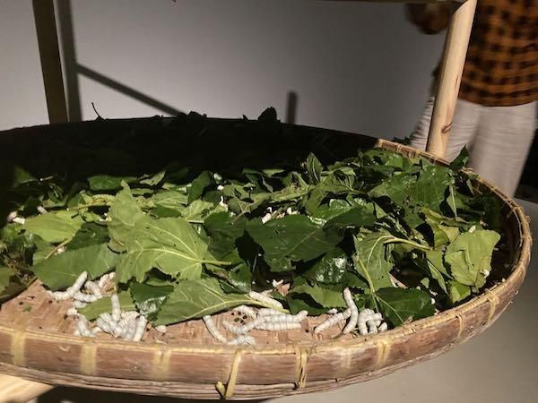 关于冥蚕在哪的信息