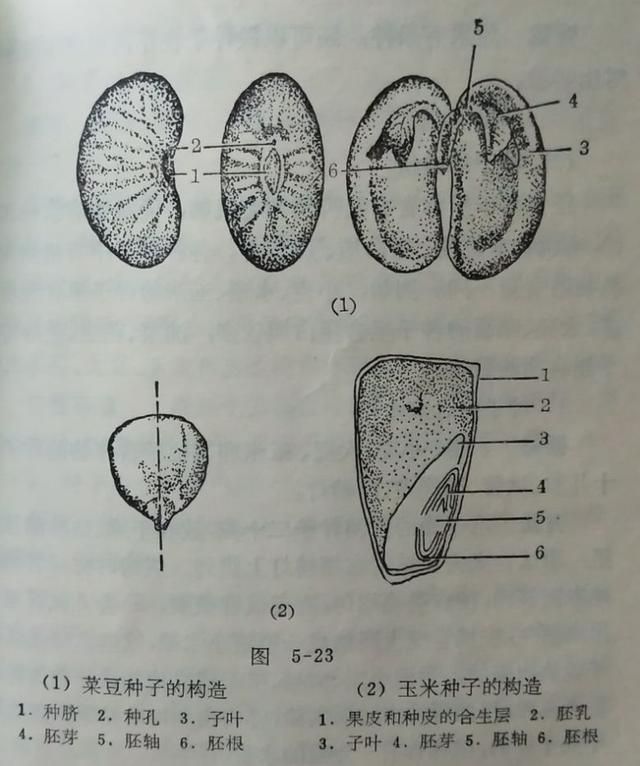 胚轴到底在哪的简单介绍