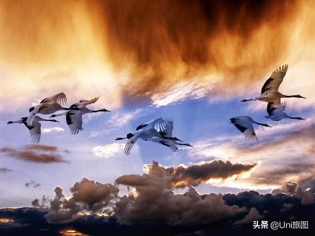 鹤在哪有(核灾难电影)