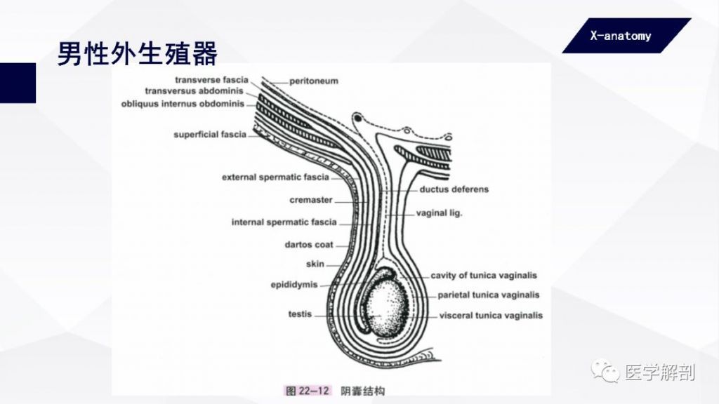 阴茎在哪里(阴囊的部位在哪里)