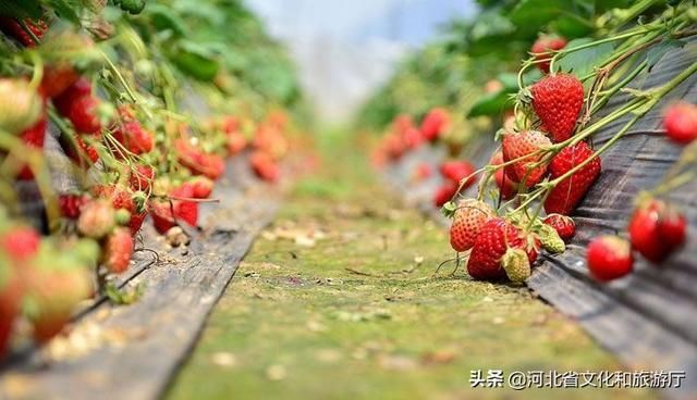 关于采摘园在哪里的信息