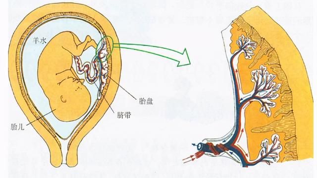 胎盘埋在哪里最好(胎盘埋在哪里最好风水)