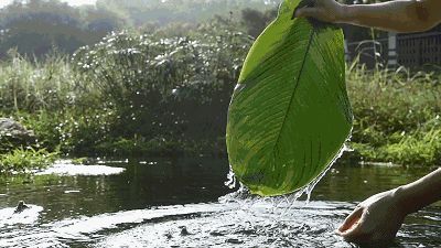 月西江在哪(岳西江学文)