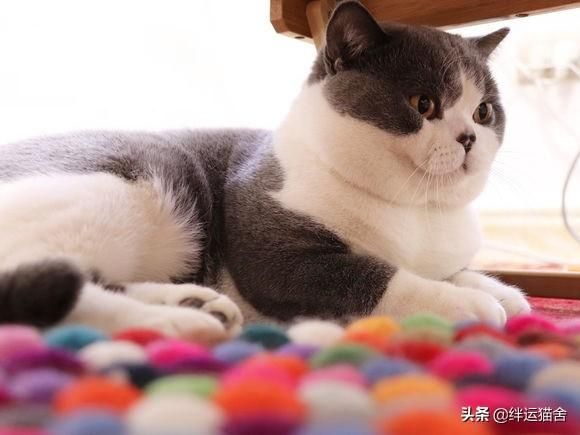 流浪猫生的小猫在哪(流浪猫生的小猫会有狂犬病)